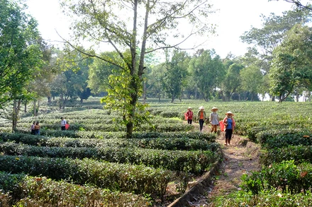 Chè ô long, một sản phẩm OCOP của xã Long Hưng, huyện Phú Riềng, tỉnh Bình Phước. 