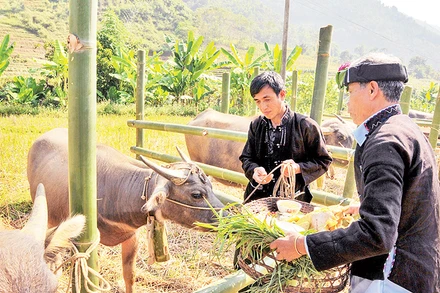 Việc chuẩn bị lễ vật đặt lên đầu trâu là một công đoạn không thể thiếu trong nghi lễ Cúng hồn trâu.