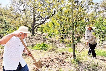 Nhà vườn chăm sóc sầu riêng.