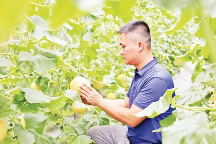 Mô hình trồng dưa lưới ứng dụng công nghệ cao, giảm chi phí sản xuất tại thôn Gốc Quéo, xã Kháng Nhật, huyện Sơn Dương (Tuyên Quang).