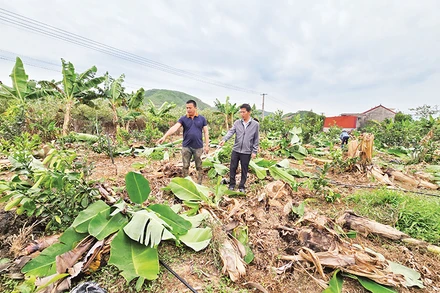 Cán bộ xã Tân Quang (huyện Lục Ngạn) trao đổi với hộ anh Trần Bá Điệp (bên trái) phương án khắc phục hậu quả bão số 3.