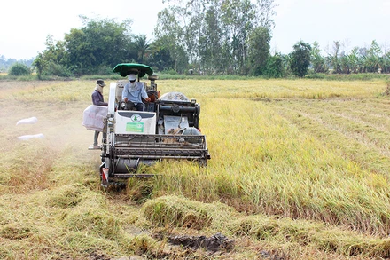 Thu hoạch lúa tại xã Trường Xuân, huyện Tháp Mười, tỉnh Đồng Tháp. (Ảnh BÙI HỮU)