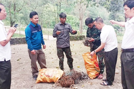 Lực lượng nhận khoán bảo vệ rừng tham gia tháo gỡ bẫy động vật hoang dã tại Khu bảo tồn thiên nhiên Đakrông.
