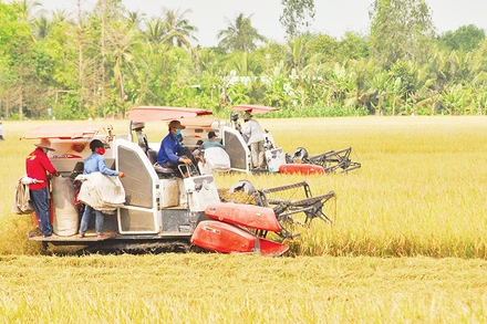 Thu hoạch lúa tại xã Hậu Mỹ Trinh, huyện Cái Bè, tỉnh Tiền Giang. (Ảnh NGUYỄN SỰ)