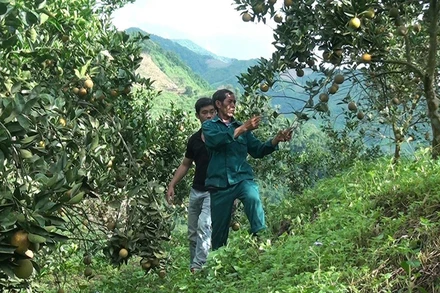 Nông dân bản Tàng Do, xã Nậm Tin chăm sóc vườn cam.