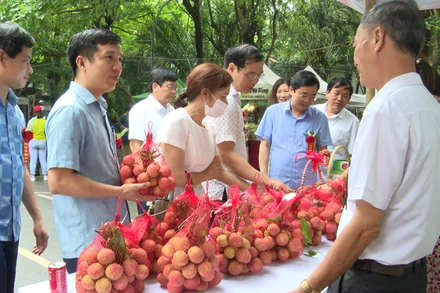 Nông dân Phù Cừ giới thiệu đặc sản vải lai chín sớm của huyện.