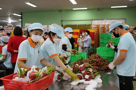 Công ty TNHH Hoàng Phát Fruit (thị trấn Tầm Vu, huyện Châu Thành, tỉnh Long An) đóng hàng xuất khẩu thanh long. (Ảnh THANH PHONG)