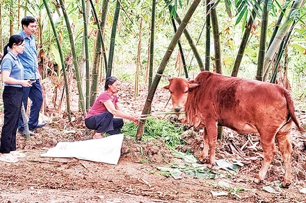 Đàn bò của Hợp tác xã Cát Lý được đeo mã số để theo dõi cùng với mã QR để truy xuất nguồn gốc.