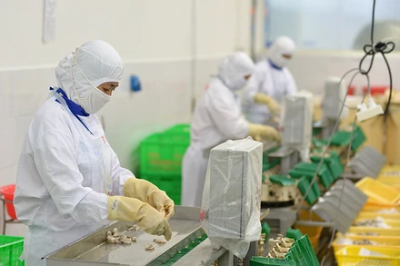 Chế biến thủy sản xuất khẩu ở Công ty cổ phần Thủy sản Cafatex (Hậu Giang). (Ảnh TRẦN QUỐC)