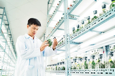 Kỹ sư Nguyễn Hoàng Duy Lưu đang làm việc tại Khu nông nghiệp công nghệ cao Thành phố Hồ Chí Minh có nhiều sáng kiến giá trị ứng dụng cao trong trồng trọt, ươm giống.