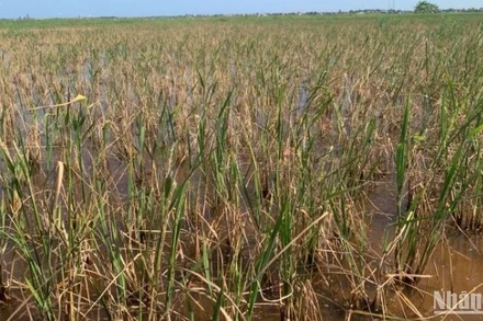 Sở Nông nghiệp và Phát triển nông thông tỉnh Thái Bình đề nghị huyện Thái Thụy và xã An Tân, Hồng Dũng rút kinh nghiệm trong chỉ đạo và tổ chức sản xuất, tránh xảy ra tình trạng hơn 160ha lúa phát triển kém, một số diện tích không cho thu hoạch như hiện nay.