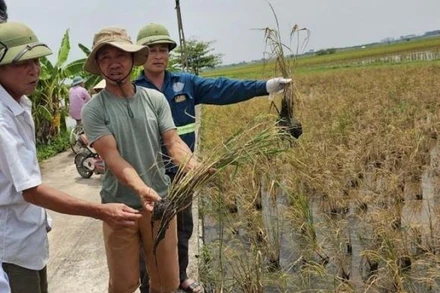 Nhiều diện tích lúa xuân không trổ bông tại xã An Tân và Hồng Dũng (huyện Thái Thụy, tỉnh Thái Bình). (Ảnh người dân cung cấp)