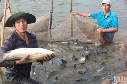 Nuôi thủy sản trong ao bán nổi đem lại hiệu quả kinh tế cao tại xã Bình Định (huyện Kiến Xương, tỉnh Thái Bình).