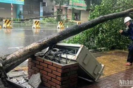 Công nhân Điện lực thành phố Thái Bình đang khắc phục sự cố cây gãy đổ vào hộp điện.