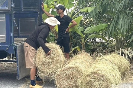 Nhiều đơn vị, cá nhân thu mua rơm cuộn trong vụ mùa năm nay ở Thái Bình. (Ảnh: Mai Tú)