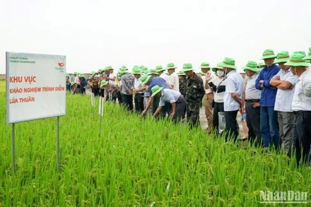 Hơn 300 đại điền tỉnh Thái Bình thăm quan Trung tâm khảo nghiệm giống lúa của Tập đoàn ThaiBinh Seed.