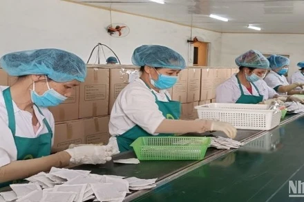 Sau tết, 100% người lao động Công ty Trà Thái Hưng (huyện Quỳnh Phụ, tỉnh Thái Bình) trở lại làm việc bình thường.