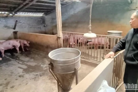 Người chăn nuôi lợn ở Bách Thuận (Vũ Thư, Thái Bình) khá thận trọng tái đàn thời điểm hiện nay, dù giá bán đang tăng cao, có lãi.