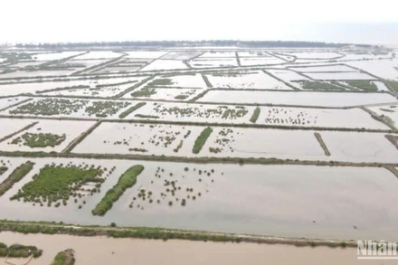 Các ô đầm ven biển khu vực cồn Vành, xã Nam Phú, huyện Tiền Hải, tỉnh Thái Bình.