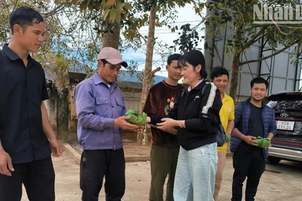 Cấp phát cây giống sâm Ngọc Linh cho các hộ dân.