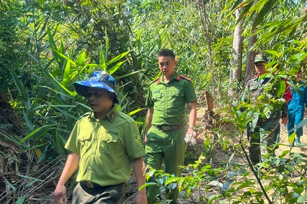 Các lực lượng chức năng huyện Ia H'Drai phối hợp tuần tra truy quét, bảo vệ rừng.