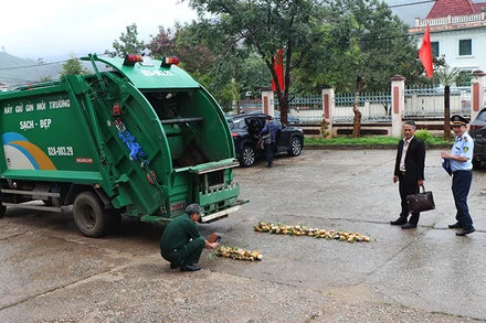 Tiêu hủy 148 cây sâm giống giả sâm Ngọc Linh.