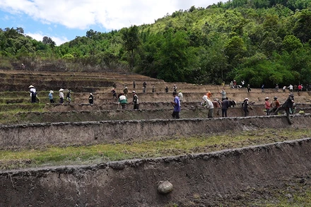 Người dân thôn 3, xã Trà Vinh, huyện Nam Trà My vào mùa trồng lúa.