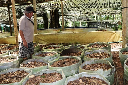 Người dân xót xa bên vườn sâm bị nhổ trộm