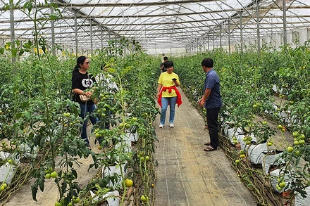 Trồng cà chua trong nhà lưới tại Ban Quản lý Khu Nông nghiệp ứng dụng công nghệ cao Măng Đen.