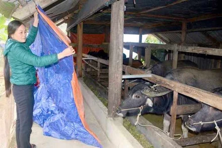 Người dân ở xã vùng cao, huyện Hải Hà chủ động che chắn chuồng trại tránh rét cho đàn gia súc.