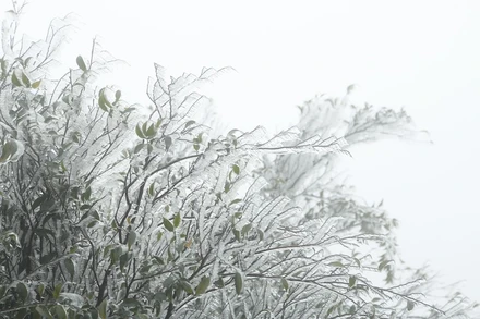 Băng giá xuất hiện tại một số đỉnh núi cao của huyện Bình Liêu, Quảng Ninh.