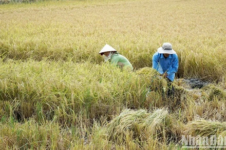 Thu hoạch lúa hữu cơ