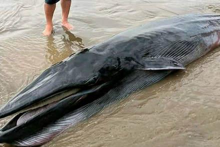 Cá ông trôi dạt vào bờ biển xã Đông Hải, huyện Duyên Hải, tỉnh Trà Vinh.