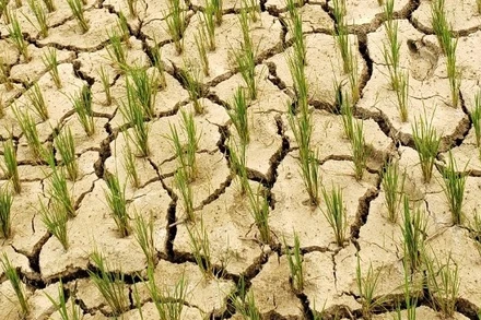 Rất nhiều diện tích lúa ruộng tại thôn Huổi Lực, thị trấn Tủa Chùa, huyện Tủa Chùa bị khô hạn.