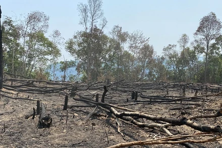 Hiện trạng một vụ phá rừng tại xã biên giới huyện Điện Biên đã được phát hiện, xử lý kịp thời. (Ảnh tư liệu)