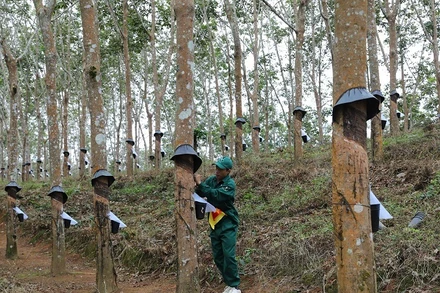Công nhân Công ty cổ phần cao-su Điện Biên cạo mủ tại vườn cây thuộc xã Hua Thanh, huyện Điện Biên. 