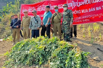 Công an Điện Biên cùng Công an 2 tỉnh bắc Lào phối hợp phá nhổ cây thuốc phiện được trồng trái phép tại khu vực giáp biên giới Việt-Lào. 