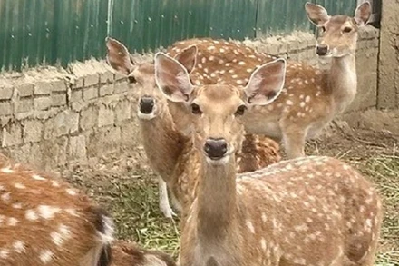 Hươu sao là con giống được lựa chọn để thực hiện dự án hỗ trợ sản xuất ở Mường Chà. (Ảnh minh họa)