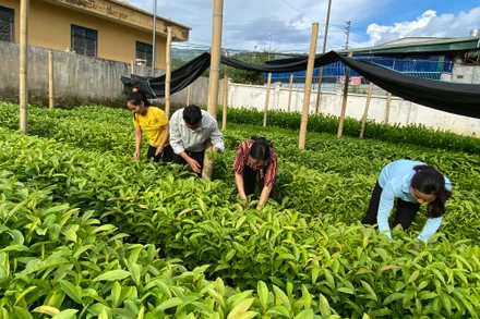 Người dân huyện Tuần Giáo chuẩn bị cây giống để trồng rừng.