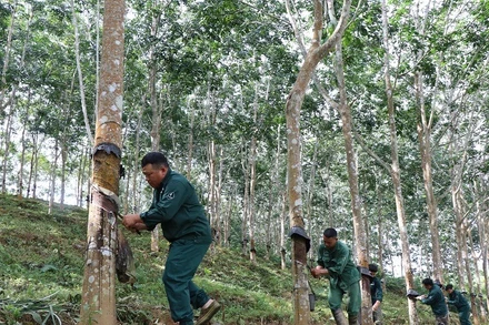 Công nhân Công ty cổ phần cao-su Điện Biên nỗ lực làm việc, góp phần quan trọng quyết định kết quả sản xuất, kinh doanh của công ty.