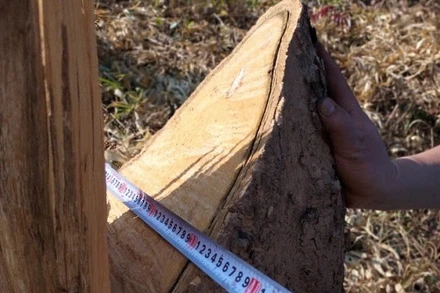 Lực lượng chức năng kiểm đếm thiệt hại do một vụ phá rừng trái pháp luật tại huyện Điện Biên, tỉnh Điện Biên.