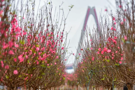 Ảnh THÀNH ĐẠT.