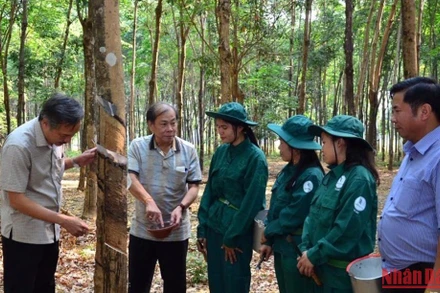 Cao su là một trong những mặt hàng xuất khẩu chính của Lào trong tháng 7/2022.