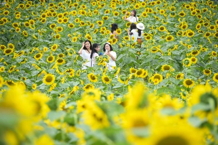 [Ảnh] Mê mẩn ngắm cánh đồng hoa hướng dương rực rỡ khoe sắc tại Ecopark