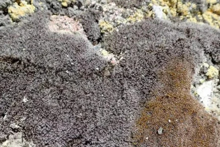 Syntrichia caninervis là một loài rêu phổ biến mọc ở môi trường sa mạc khắc nghiệt. (Nguồn: scienceillustrated)