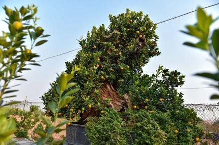 [Ảnh] Quất Tứ Liên 'đẹp-độc-lạ' chuẩn bị đón Tết Nguyên đán Quý Mão