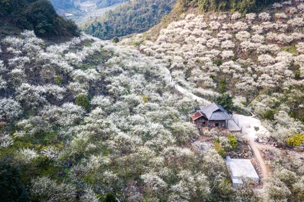 [Ảnh] Vẻ đẹp thung lũng mận Mu Náu nở trắng xoá như "tuyết"