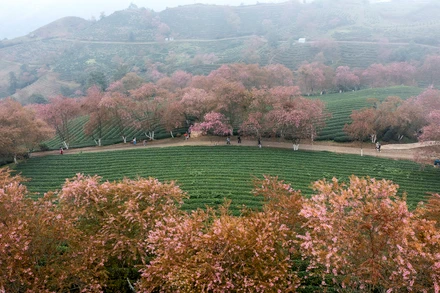 [Ảnh] Vẻ đẹp mai anh đào lẩn khuất trong mây ở đồi chè Ô Long 