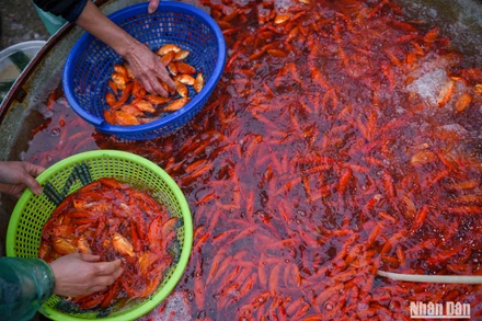 [Ảnh] Chợ cá Yên Sở nhộn nhịp trước ngày ông Công ông Táo