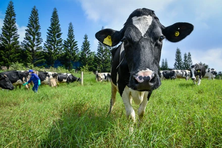 [Ảnh] Cận cảnh quy trình sản xuất sữa trên cao nguyên Mộc Châu 